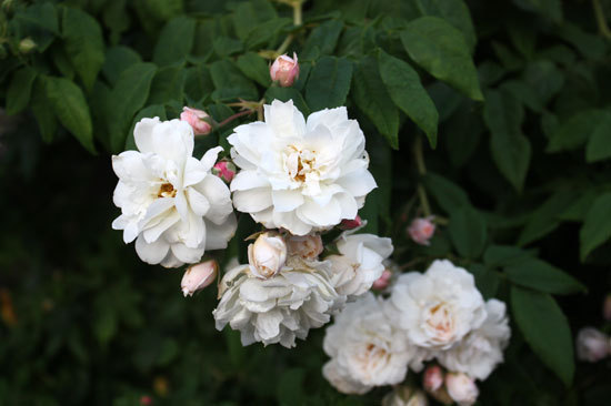 イエローの花 薔薇等 イエローの花 薔薇等