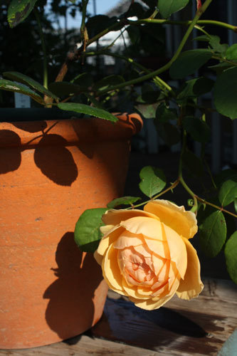 ぶどうに薔薇 何でもありですね ぶどうに薔薇 何でもありですね