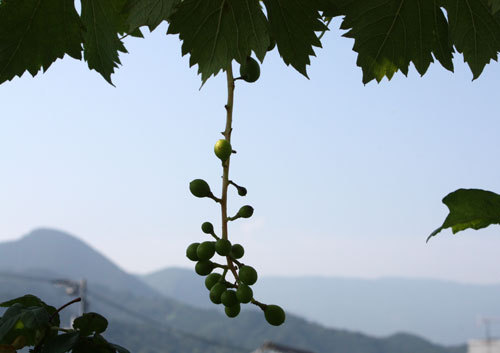 ぶどうに薔薇 何でもありですね ぶどうに薔薇 何でもありですね