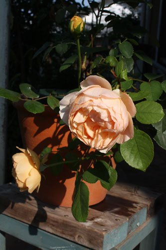 ぶどうに薔薇 何でもありですね ぶどうに薔薇 何でもありですね