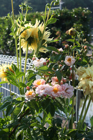 ぶどうに薔薇 何でもありですね ぶどうに薔薇 何でもありですね