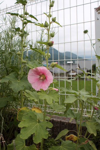 ミニ薔薇まで手を出すなんて、、、、 ミニ薔薇まで手を出すなんて、、、、