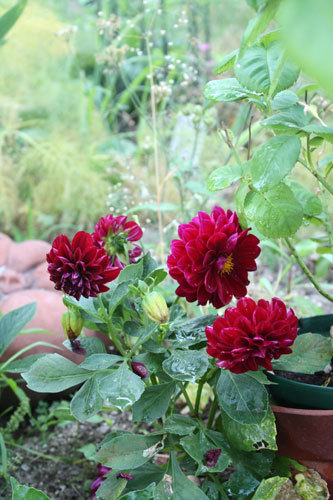 ミニ薔薇まで手を出すなんて、、、、 ミニ薔薇まで手を出すなんて、、、、