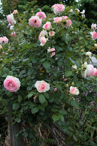 雨上がり 薔薇を切る 雨上がり 薔薇を切る