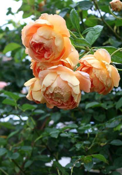 今日の薔薇 今日の薔薇