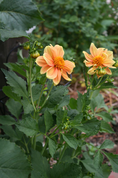 今日の薔薇 今日の薔薇