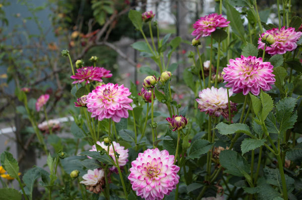 夏の薔薇は 夏の薔薇は