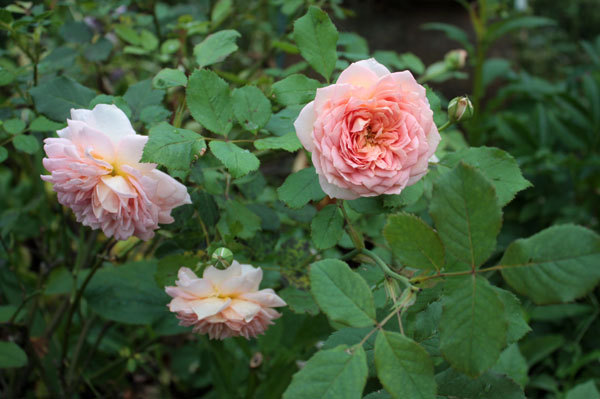 夏の薔薇は 夏の薔薇は