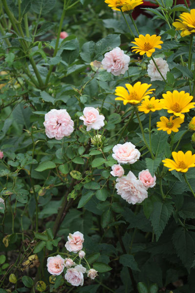 夏の薔薇は 夏の薔薇は