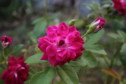 健気に花をつける薔薇&マツバボタン 健気に花をつける薔薇&マツバボタン