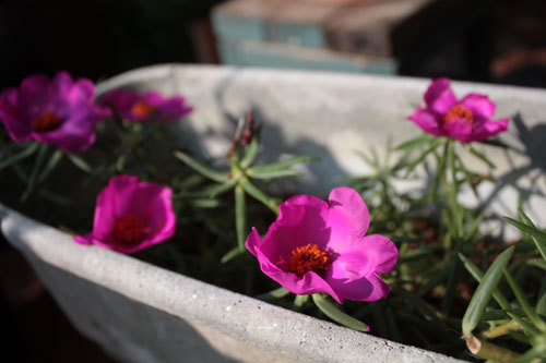 健気に花をつける薔薇&マツバボタン 健気に花をつける薔薇&マツバボタン