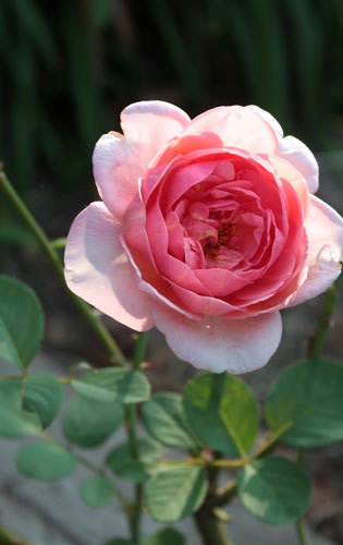 健気に花をつける薔薇&マツバボタン 健気に花をつける薔薇&マツバボタン