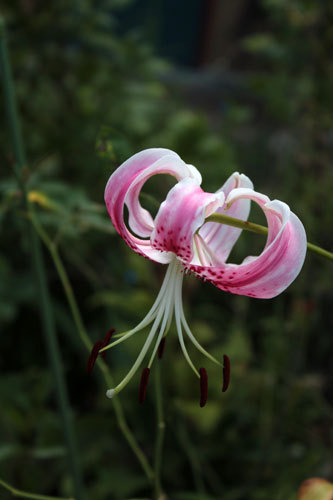 あの百合は結局。薔薇の開花も止められない。 あの百合は結局。薔薇の開花も止められない。