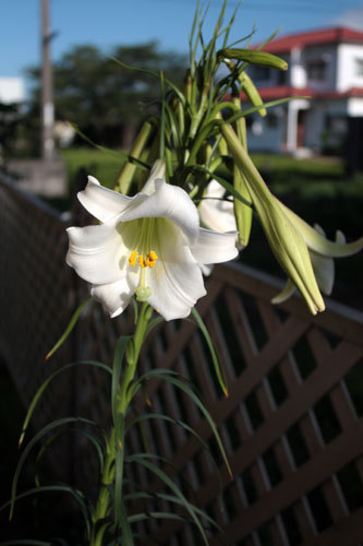 あの百合は結局。薔薇の開花も止められない。 あの百合は結局。薔薇の開花も止められない。