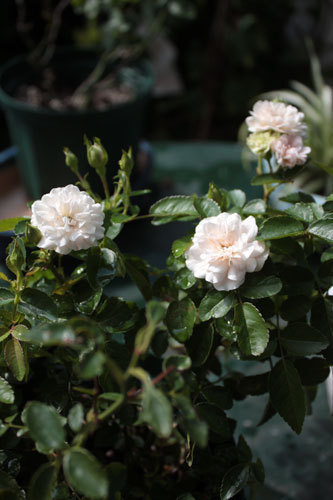あの百合は結局。薔薇の開花も止められない。 あの百合は結局。薔薇の開花も止められない。