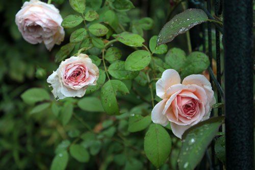 見たくない物。薔薇の咲き方が秋が近いと予告。 見たくない物。薔薇の咲き方が秋が近いと予告。