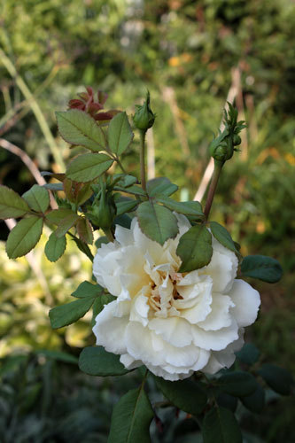 薔薇少しずつ咲いている 黒革の手帳 薔薇少しずつ咲いている 黒革の手帳