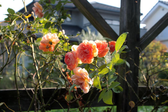 薔薇少しずつ咲いている 黒革の手帳 薔薇少しずつ咲いている 黒革の手帳