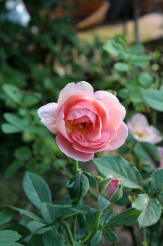 薔薇少しずつ咲いている 黒革の手帳 薔薇少しずつ咲いている 黒革の手帳