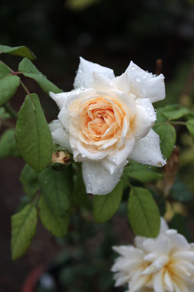 ぶどうがそろそろ。薔薇もER ぶどうがそろそろ。薔薇もER