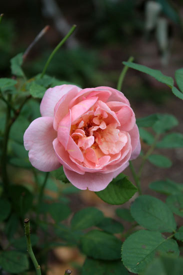 薔薇が咲いている。捨てようかと思う薔薇 薔薇が咲いている。捨てようかと思う薔薇