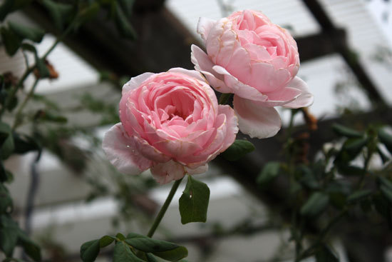 薔薇が咲いている。捨てようかと思う薔薇 薔薇が咲いている。捨てようかと思う薔薇
