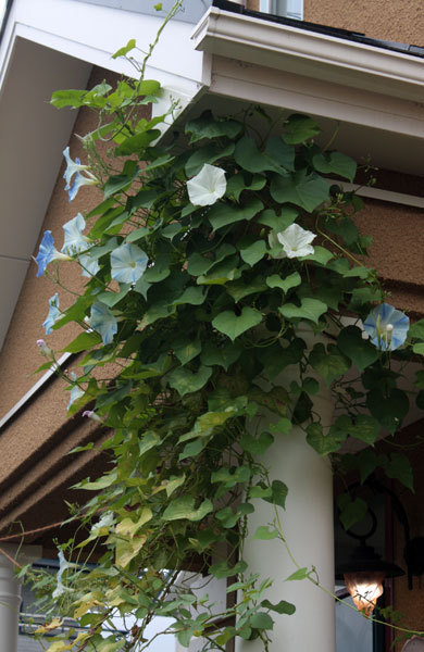 薔薇が咲いている。捨てようかと思う薔薇 薔薇が咲いている。捨てようかと思う薔薇