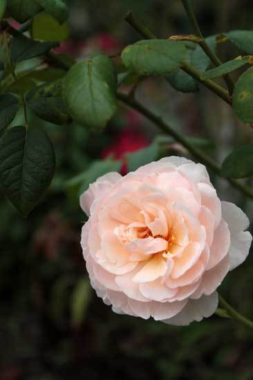薔薇が咲いている。捨てようかと思う薔薇 薔薇が咲いている。捨てようかと思う薔薇