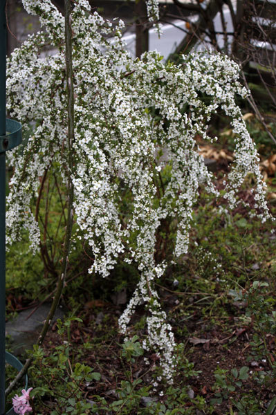 春の花桜の時期にすももの花など 春の花桜の時期にすももの花など