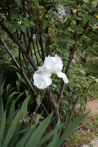 ERルドゥーテ一輪。そして花、花 ERルドゥーテ一輪。そして花、花