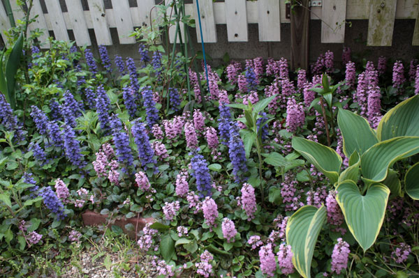 ERルドゥーテ一輪。そして花、花 ERルドゥーテ一輪。そして花、花