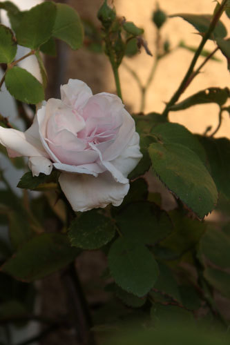 着物は秋までお預け。薔薇は早そう 着物は秋までお預け。薔薇は早そう
