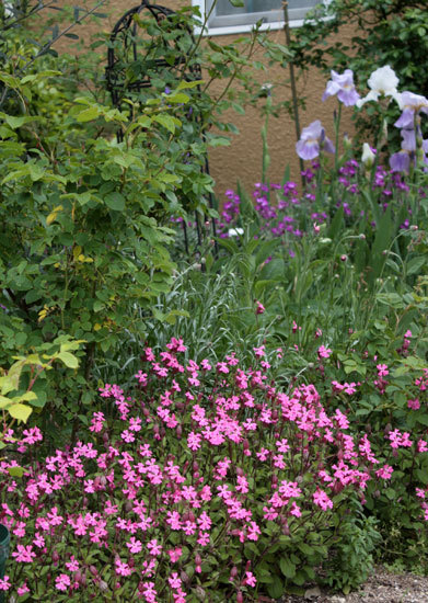白モッコウと草花シレネのこぼれだね 白モッコウと草花シレネのこぼれだね