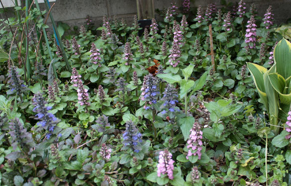 花の命は短くて、昨日は嵐のようだった 花の命は短くて、昨日は嵐のようだった