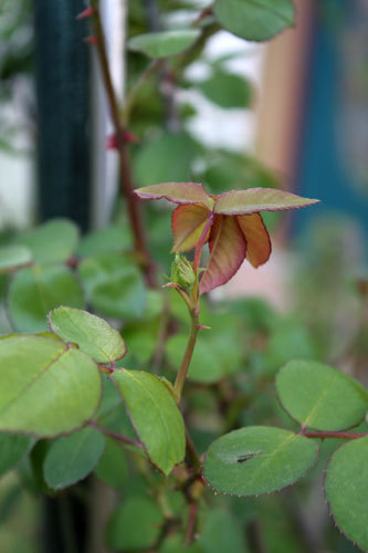 花の命は短くて、昨日は嵐のようだった 花の命は短くて、昨日は嵐のようだった