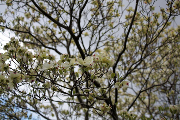 花の命は短くて、昨日は嵐のようだった 花の命は短くて、昨日は嵐のようだった