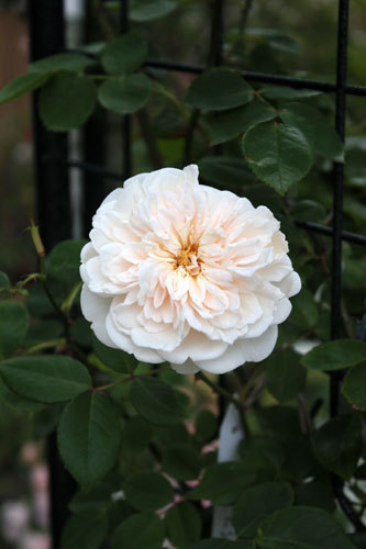 ジギタリス白と白っぽい薔薇 ジギタリス白と白っぽい薔薇