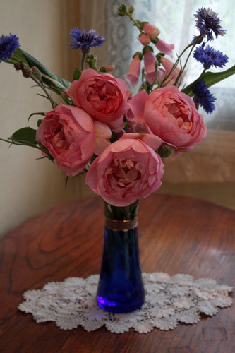 薔薇ボスコベルと梅の季節 薔薇ボスコベルと梅の季節