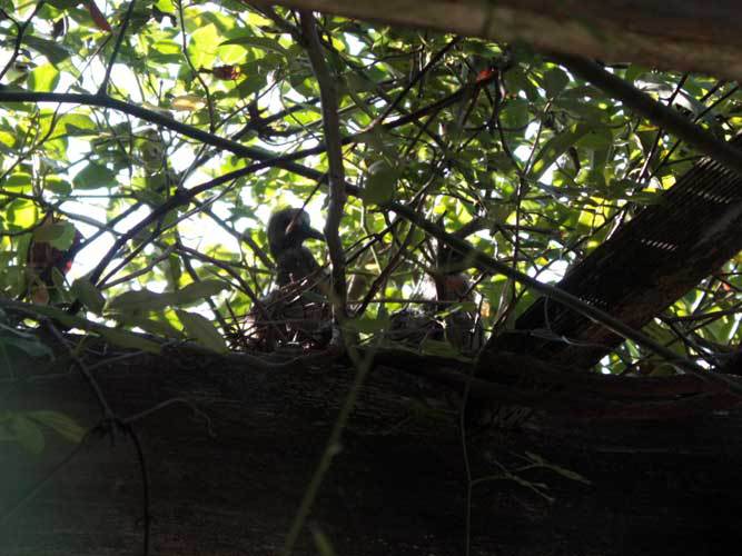 鳩が巣立った 鳩が巣立った