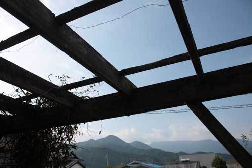 鳩が巣立った 鳩が巣立った