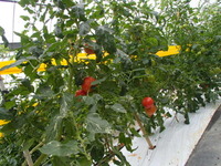 沖縄県認証特別栽培農作物（ハウス栽培トマト）
