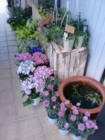 花畑。