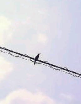 朝から鳴いてます
