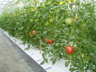沖縄県認証特別栽培農作物（ハウス栽培トマト）