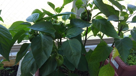 再生野菜の続き 再生野菜の続き