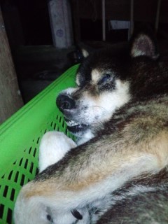 我が家の癒し係
