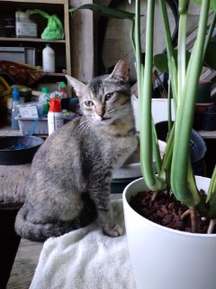 招き猫着任