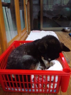 出荷準備に四苦八苦 出荷準備に四苦八苦