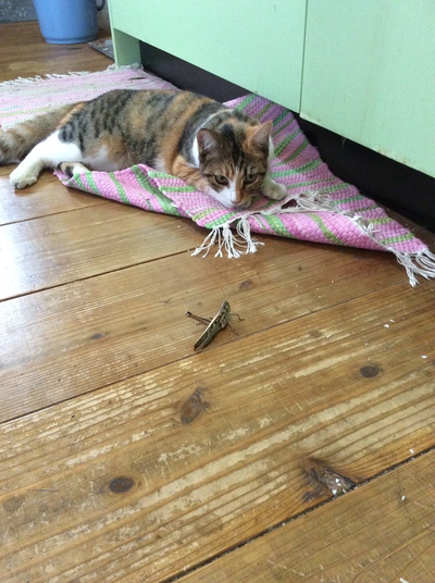 ハウスの補修 ハウスの補修
