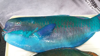 おいしいお魚ありますよ(^^) おいしいお魚ありますよ(^^)